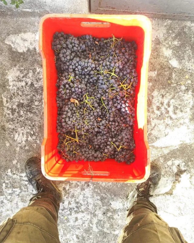#grapes #winemaking #wine